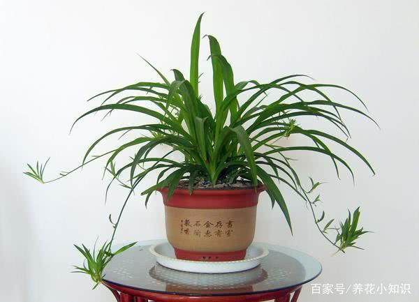 新裝修的門(mén)店放哪些植物可以?xún)艋諝猓? /></a>
            </dt>
            <dd>
                <h3>
                    <a href=